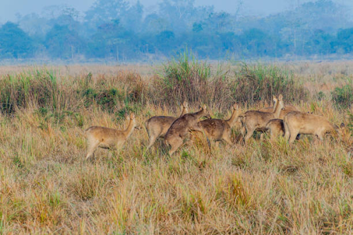 scenic view of Dibru-Saikhowa National Park